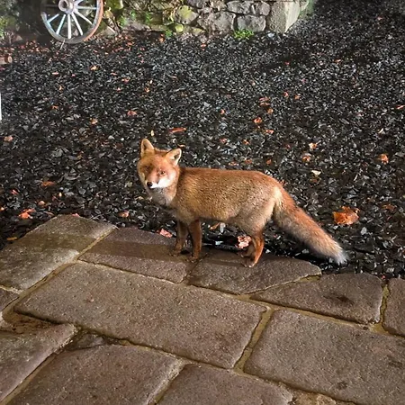 Restaurant Du Plomb Du Cantal Hotel Murat (Cantal)