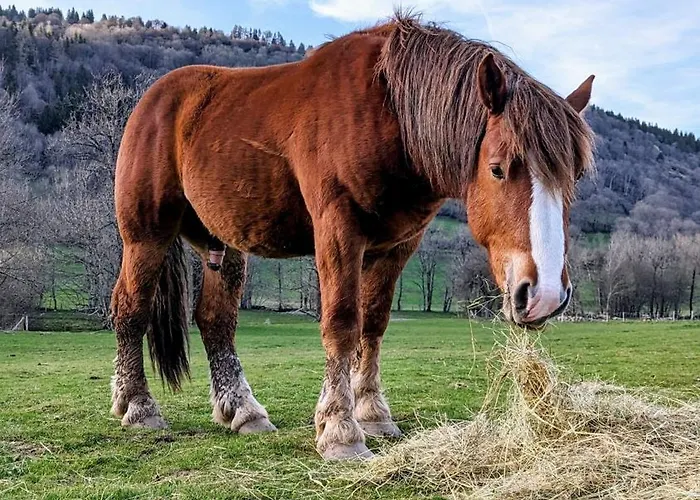 Restaurant Du Plomb Du Cantal Murat (Cantal)