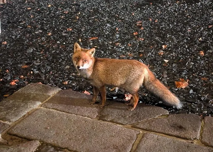 Restaurant Du Plomb Du Cantal Hotel Murat (Cantal)