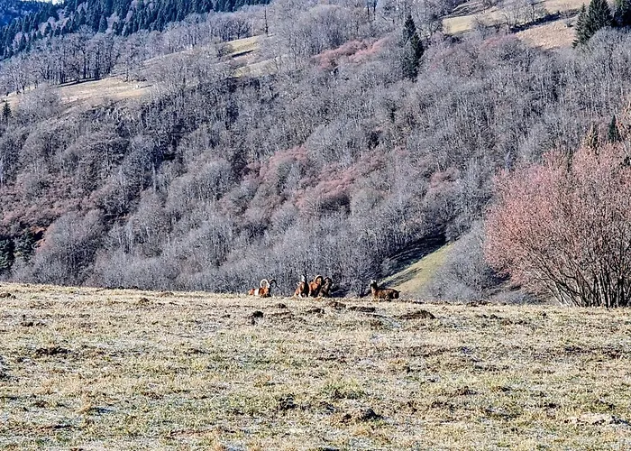 Restaurant Du Plomb Du Cantal